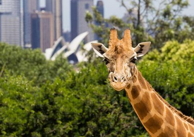 Giraffes with a fabulous view of Sydney